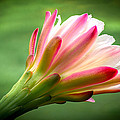 Cactus Flower 4