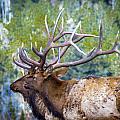 Elk Chat