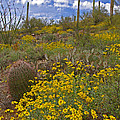 Spring in the Desert