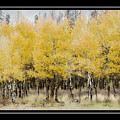 Aspen Grove