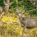 Deer Deer