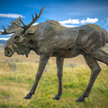 Moose Metallica